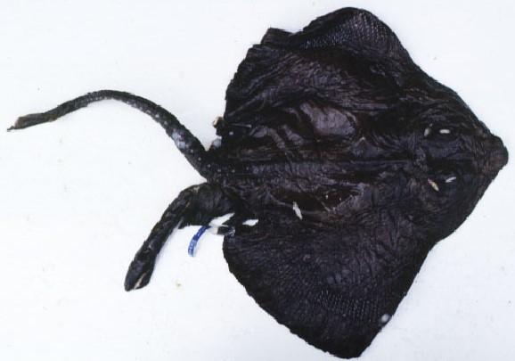 Süvaraid (Bathyraja) KALAPEEDIA